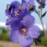 Polemonium Yezoense Purple Rain Jacobs Ladder 1 gal. Container