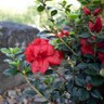 Rhododendron X ReBloom Ruby Starburst Azalea