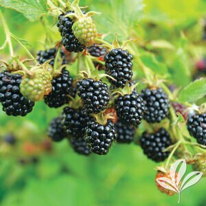 Rubus X Ouachita Thornless Blackberry
