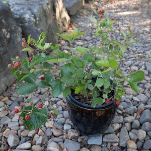 Rubus X Sweet-Ark Ponca Thornless Blackberry