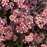 Sedum Telephium Purple Emperor Sedum