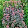 Sedum Telephium Purple Emperor Sedum