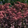 Sedum Telephium Purple Emperor Sedum