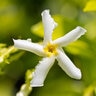 Trachelospermum Asiaticum Texas Longleaf Asian Jasmine 1 gal. Container