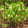 Uvularia Grandiflora Large-Flowered Bellwort