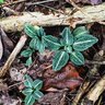 Goodyera Pubescens Downy Rattlesnake Plantain