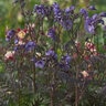 Polemonium Yezoense var. Hidakanum Purple Rain Jacobs Ladder