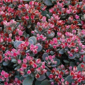 x Sedoro (Sedum) SunSparkler Blue Elf Stonecrop