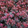 x Sedoro (Sedum) SunSparkler Blue Elf Stonecrop