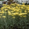 Achillea X Sassy Summer Silver Yarrow