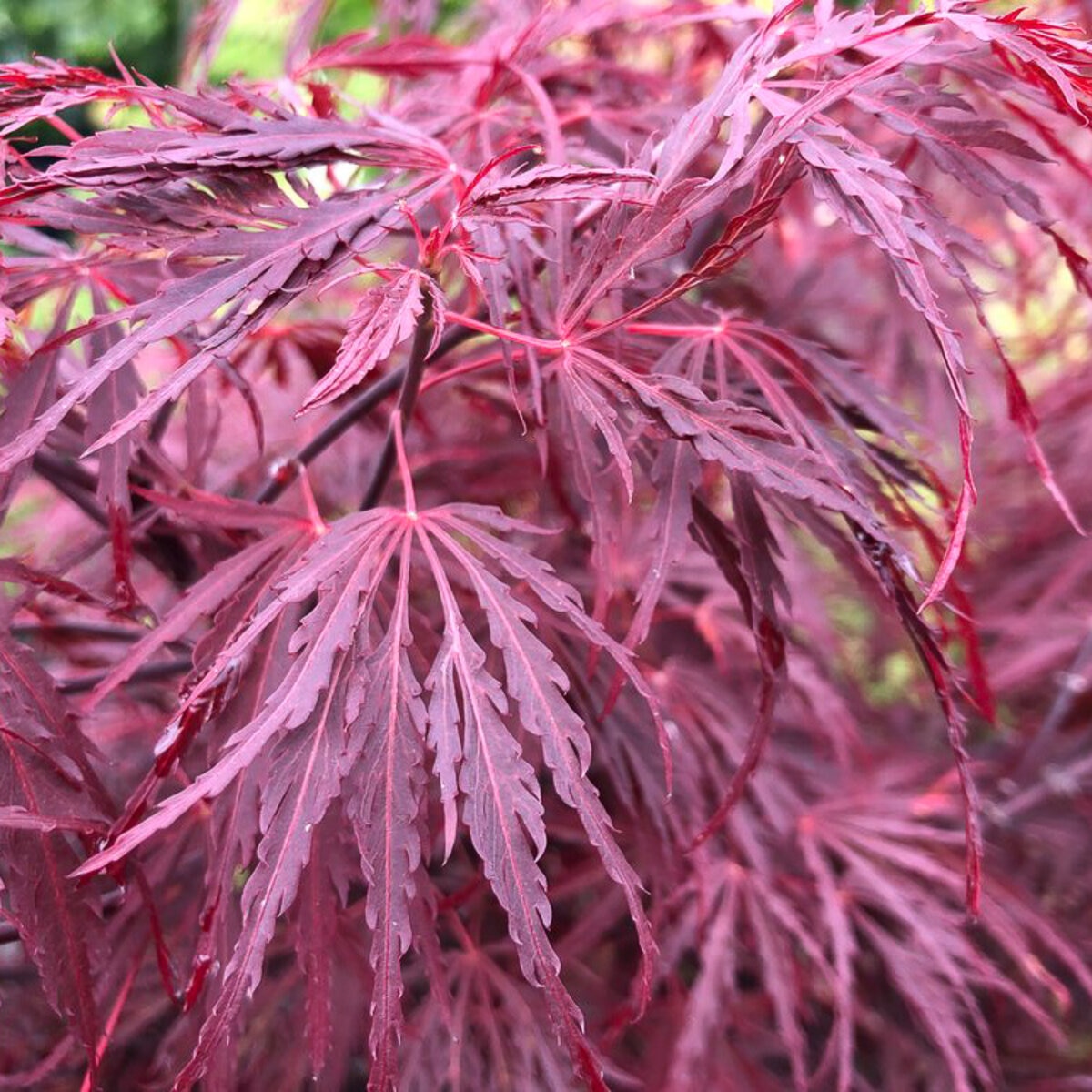 Acer palmatum subsp. matsumurae Japanese Laceleaf Maple | SiteOne US