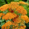Achillea Millefolium Terracotta Yarrow