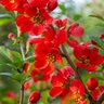 Chaenomeles Speciosa Scarffs Red Flowering Quince