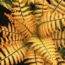 Dryopertis Wallichiana Jurassic Gold Alpine Wood Fern
