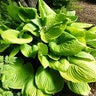 Hosta Sum and Substance Plantain Lily