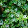 Ilex X Oakland Red Holly