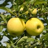 Malus X Gibson Golden Apple