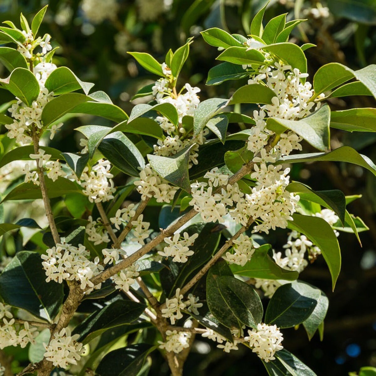 Osmanthus Fragrans Tea Olive | SiteOne US