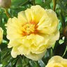 Paeonia X Intersectional Bartzella Itoh Peony