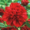 Paeonia Lactiflora Karl Rosenfield Peony