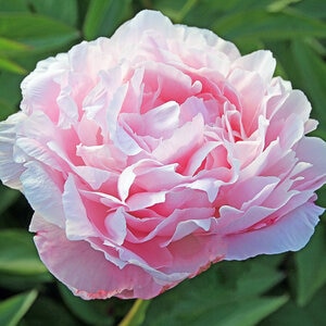 Paeonia Lactiflora Myrtle Gentry Peony