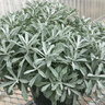 Artemisia X GardenGhost Wormwood