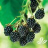 Rubus Fruticosus Natchez Blackberry