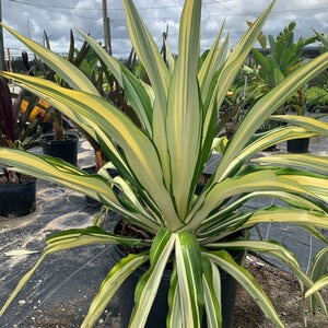 Furcraea Foetida Variegata Variegated False Agave