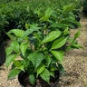 Psychotria Nervosa Wild Coffee