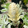 Acanthus mollis Tasmanian Angel Bear's Breeches