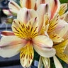 Alstroemeria X Inca Sundance Peruvian Lily