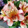 Alstroemeria X Inca Husky Peruvian Lily
