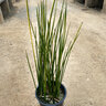 Baumea Rubiginosa Variegata Variegated Striped Rush