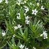 Myoporum Parvifolium White Creeping Boobialla