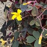 Oxalis Bowiei Red Woodsorrel