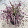 Pennisetum Setaceum Celebration Cherry Sparkler Fountain Grass