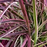 Pennisetum Setaceum Celebration Cherry Sparkler Fountain Grass