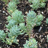 Sedum Reflexum Stonecrop