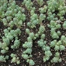Sedum Reflexum Stonecrop