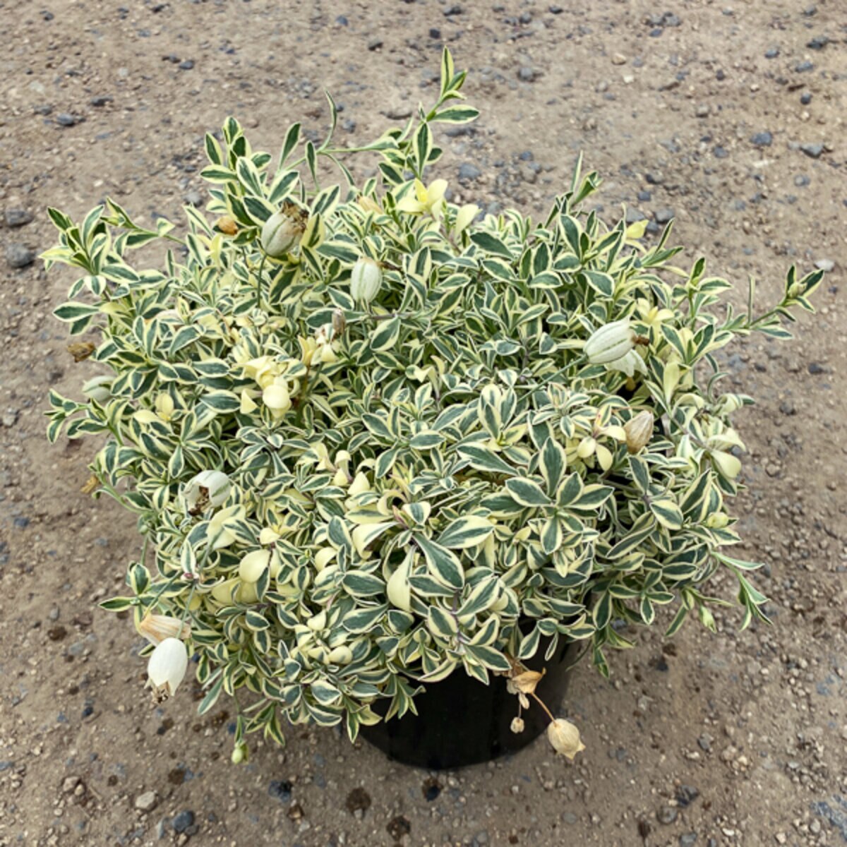 Silene Uniflora Druetts Variegated Sea Campion | SiteOne US