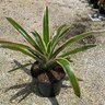 Aechmea Lueddmanniana Mend Bromeliad