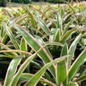 Aechmea Lueddmanniana Mend Bromeliad