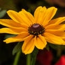 Rudbeckia Hirta Dakota Gold Black-Eyed Susan