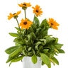 Rudbeckia Hirta Dakota Gold Black-Eyed Susan