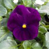 Viola Cornuta Sorbet XP Purple Horned Violet