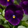Viola Cornuta Sorbet XP Purple Horned Violet