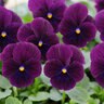 Viola Cornuta Sorbet XP Purple Horned Violet