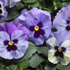 Viola X Wittrockiana Delta Marina Pansy