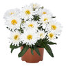 Leucanthemum X Sweet Daisy Rebecca Shasta Daisy