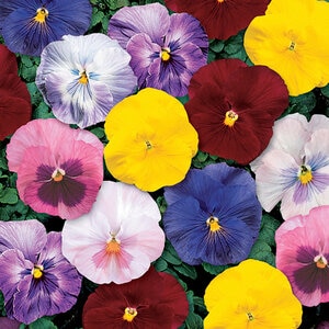 Viola X Wittrockiana Delta Monet Mixture Pansy